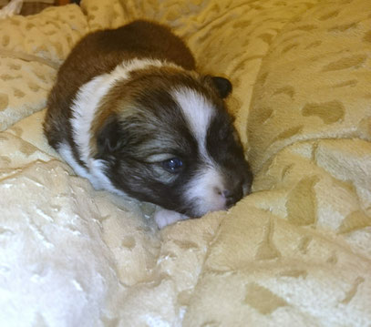 Elo Familienhund Welpe