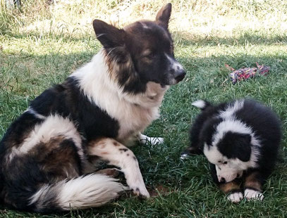 Anfängerhund Zweithund Dritthund Servicehund Elo Familie Kind
