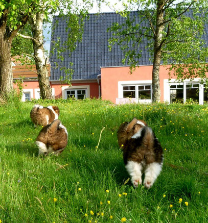 Welpe Familienhund Elo groß klein