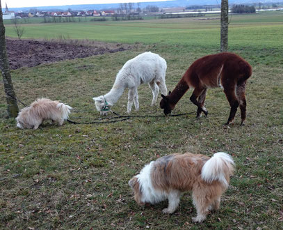 Tiere Therapie für Kinder