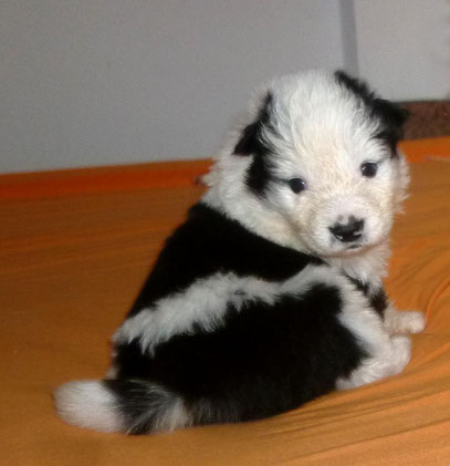 Welpe Elo Familienhund Bayern