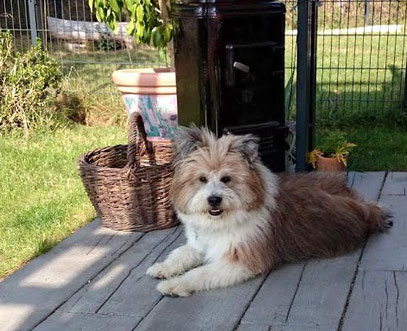 Genügsame Hunderasse Familienhund wuschelig nicht haarend