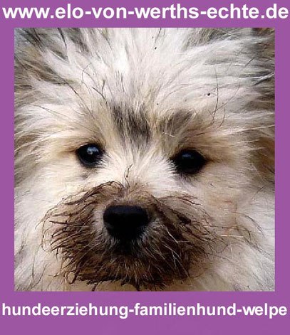 Welpenschule Welpenerziehung Elo Welpenspielstunde