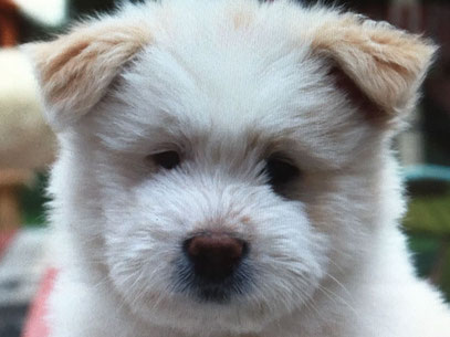 Helferhunde