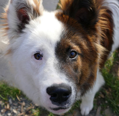 Hundetraining Nürnberg