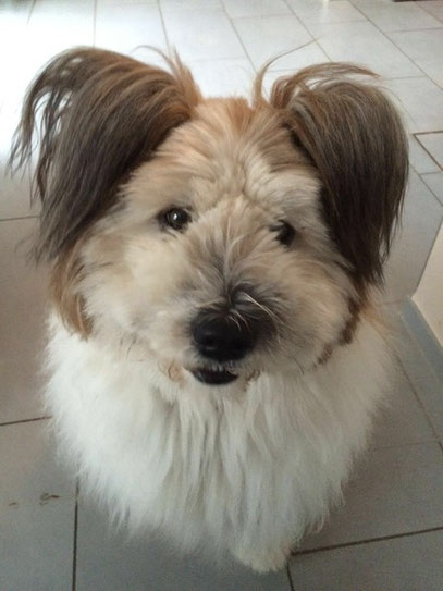 Hund familienfreundlich, kinderlieb