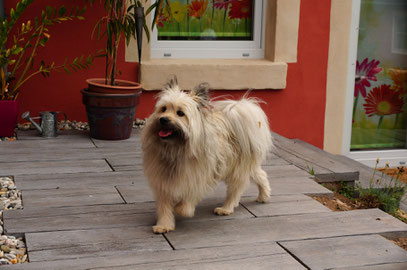 Klein Elo Rau Familienhund wuschelig 