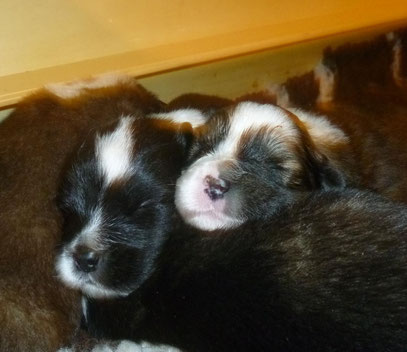 Elo-Welpen Familienhund