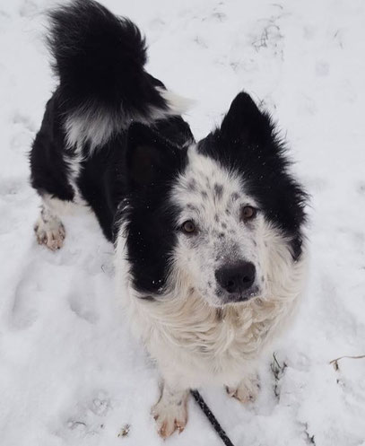 Entspannter Familienhund Elo Glatthaar