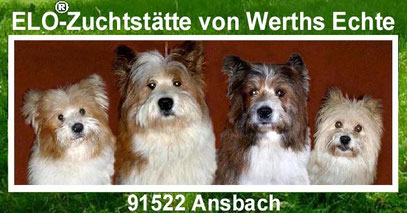 Therapie Assistenz Diabetiker Schulhund