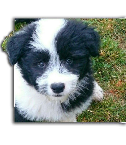 Familienhund