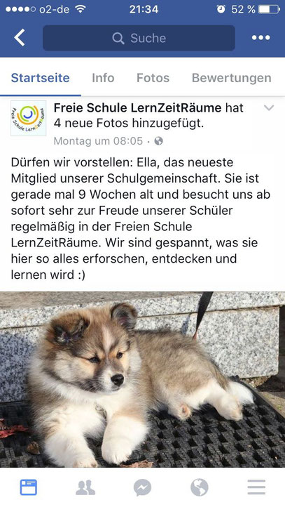 Rasse Besuchshund Therapiehund