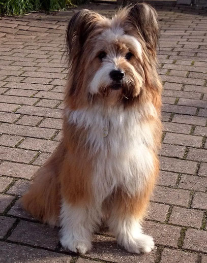 Therapiehund Diabetikerwarnhund Rauhaar Elo Bayern