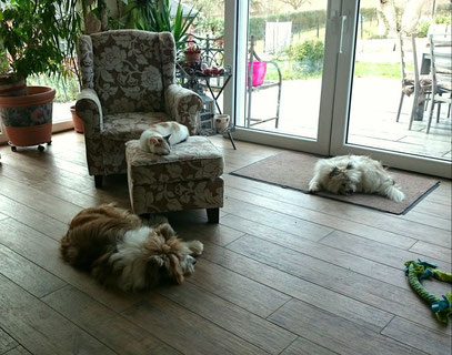 Katze und Hund Familienhund Elo