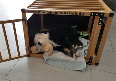 Elo Hund