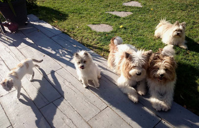 Familienhund wuschelig klein groß mittel katzenfreundlich