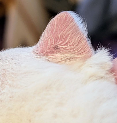 Der Eisbär beginnt mit der Pigmentierung am Ohr 