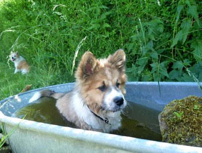 Elo Glatt Familienhund Begleithund