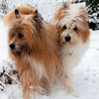 kinderlieber Familienhund