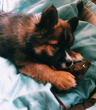 Elo-Welpe Glatt Familienhund Rasse Kinder