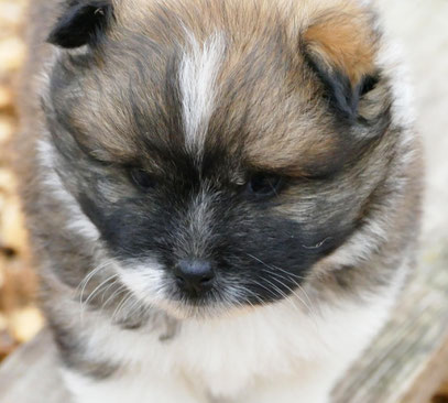 Elo, Familienhund, klein