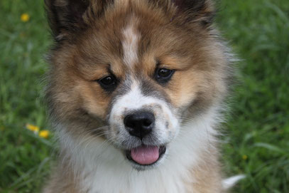 Familienhund Elo Glatt Erziehung Welpe Elo