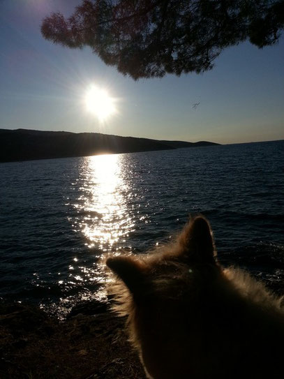 Urlaub mit Hund Rasse Elo Rau wuschelig