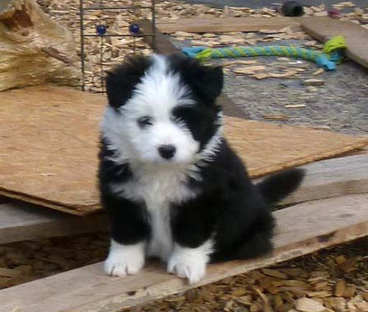 Kindergeeigneter Hund einfache Erziehung Elo Familienhund rau