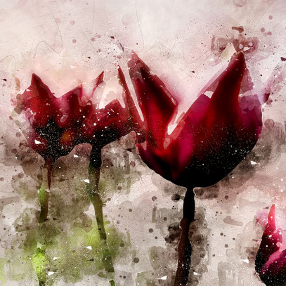 Tulpe