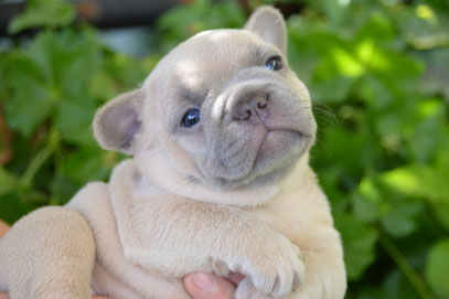 Startseite Bat Bulls Webseite