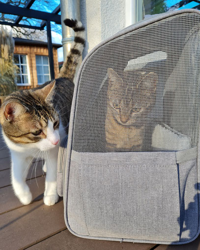 Kasi guckt neugierig, was ihre kleine Freundin im Rucksack macht.