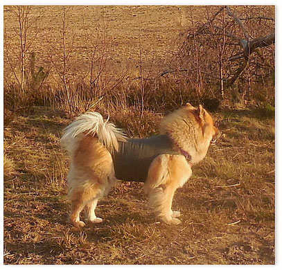 Yuli met haar Thundershirt, klaar voor de jaarswisseling