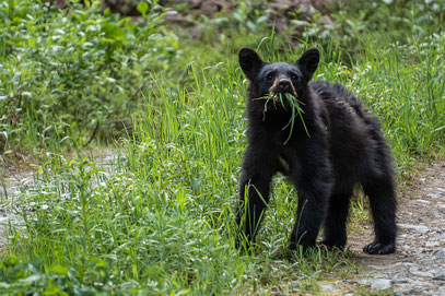 Schwarzbär im Olympicpark in Whistler