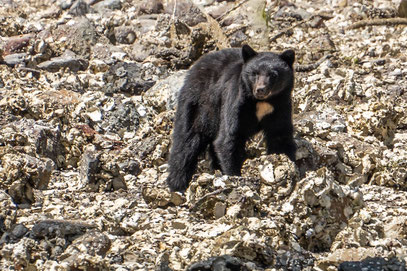 In Ucluelet sind Schwarzbären zu beobachten