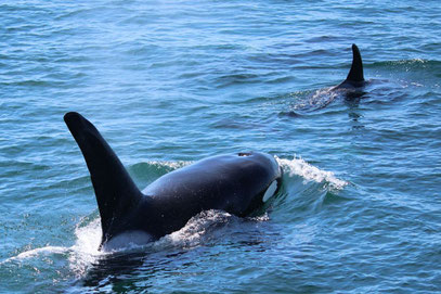 Orca auf der Tour von "Prince of Whales" in Victoria.