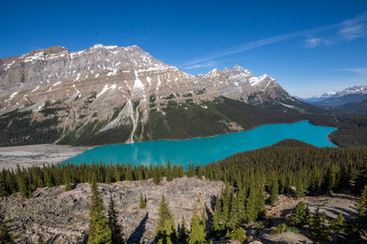 Der Peyto Lake am Icefields Parkway wirkt mystisch unwirklich