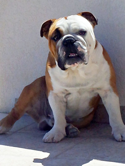 D'Jerez Bulls Sheldon