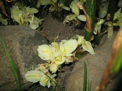 Zingiber mioga Blüten