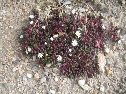       Ectotropis seanii-hoganii  ( Delosperma alpina )  