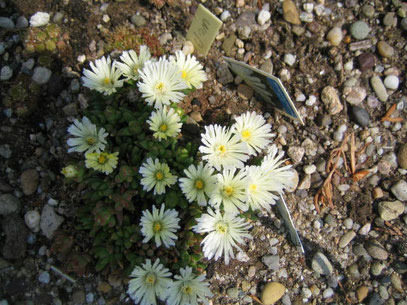 Malotigena frantiskaeniderlovae  ( Delosperma 'White Nugget')