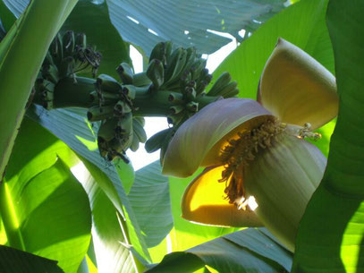 Musa basjo mit Blüte