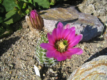 Echinocereus fendleri ´Bernalillo`