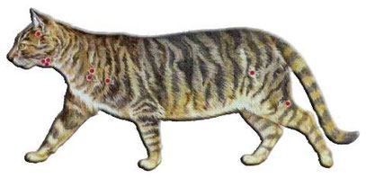 anatomie der katze mainecoons bellsmountains jimdo page