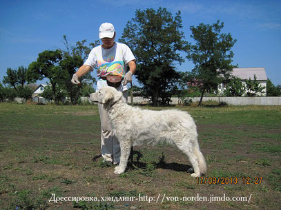 мареммано-абруцкая овчарка-Аргентина