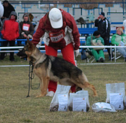 Россия Штольц Фатерланд-9"большая перспектива" из 24 собак в классе щенков-сук