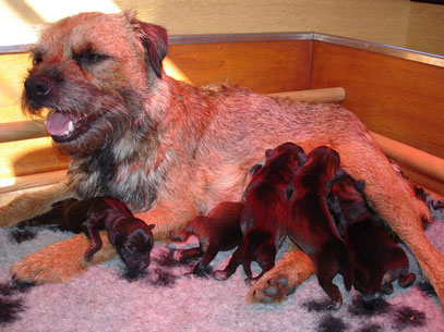 Lola et ses petits nés le 21 septembre 2012