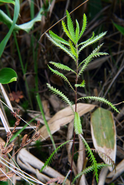 　ノコギリソウ (鋸草)　2007年に中村一雄さんが発見。花は未確認