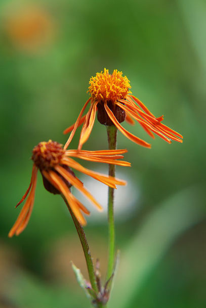 コウリンカ (紅輪花)　　この色が好きです。数は少ない