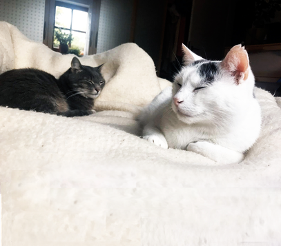 Meine Katzen Lilly (†13) und Gusti (13)