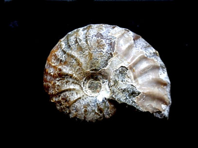 Cleoniceras madagascarensis